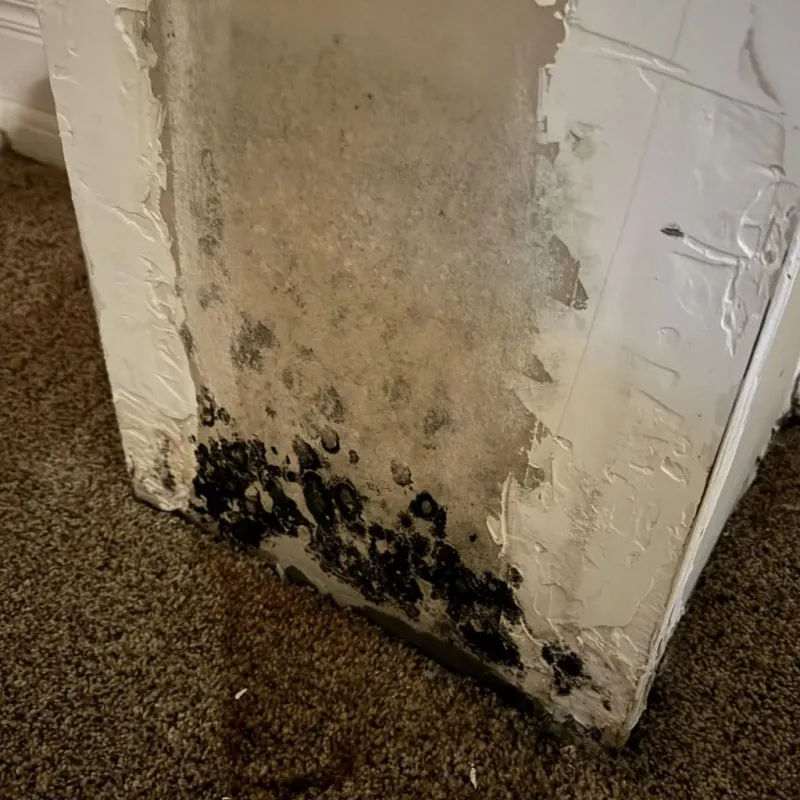 Professional Mold Removal in Apison, TN